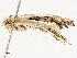  (musoMalaise01 Malaise3678 - BIOUG98662-C02)  @11 [ ] CreativeCommons - Attribution Non-Commercial Share-Alike (2023) CBG Photography Group Centre for Biodiversity Genomics