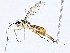  ( - BIOUG98663-E06)  @11 [ ] CreativeCommons - Attribution (2023) CBG Photography Group Centre for Biodiversity Genomics