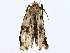  ( - BIOUG98663-G05)  @11 [ ] CreativeCommons - Attribution (2023) CBG Photography Group Centre for Biodiversity Genomics