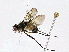  (Ceromya Janzen2061 - BIOUG98664-G10)  @11 [ ] CreativeCommons - Attribution (2023) CBG Photography Group Centre for Biodiversity Genomics