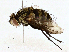  (Lixophaga Malaise9600 - BIOUG98664-H04)  @11 [ ] CreativeCommons - Attribution (2023) CBG Photography Group Centre for Biodiversity Genomics