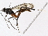  ( - BIOUG98665-C12)  @11 [ ] CreativeCommons - Attribution (2023) CBG Photography Group Centre for Biodiversity Genomics