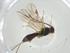  (Heterospilus Malaise2263 - CBG-A36418-D11)  @11 [ ] CreativeCommons - Attribution Share - Alike (2024) Centre for Biodiversity Genomics Centre for Biodiversity Genomics