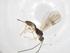  (Heterospilus Malaise2282 - CBG-A36420-D08)  @11 [ ] CreativeCommons - Attribution Share - Alike (2024) Centre for Biodiversity Genomics Centre for Biodiversity Genomics