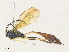  ( - CBG-A36854-G03)  @11 [ ] CreativeCommons - Attribution Share - Alike (2024) CBG Photography Group Centre for Biodiversity Genomics