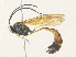  ( - CBG-A36854-G06)  @11 [ ] CreativeCommons - Attribution Share - Alike (2024) CBG Photography Group Centre for Biodiversity Genomics