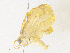  ( - CBG-A36860-F07)  @11 [ ] CreativeCommons - Attribution Share - Alike (2024) CBG Photography Group Centre for Biodiversity Genomics