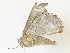  ( - CBG-A36861-A07)  @11 [ ] CreativeCommons - Attribution Share - Alike (2024) CBG Photography Group Centre for Biodiversity Genomics
