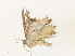  ( - CBG-A36861-D02)  @11 [ ] CreativeCommons - Attribution Share - Alike (2024) CBG Photography Group Centre for Biodiversity Genomics