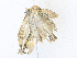  ( - CBG-A36861-D12)  @11 [ ] CreativeCommons - Attribution Share - Alike (2024) CBG Photography Group Centre for Biodiversity Genomics