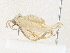  (Cyclophora Malaise4759 - CBG-A36863-C04)  @11 [ ] CreativeCommons - Attribution Share - Alike (2024) CBG Photography Group Centre for Biodiversity Genomics
