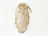  ( - CBG-A36863-D09)  @11 [ ] CreativeCommons - Attribution Share - Alike (2024) CBG Photography Group Centre for Biodiversity Genomics
