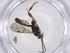  (Orthocentrus Malaise5000 - CBG-A37309-F06)  @11 [ ] CreativeCommons - Attribution Share - Alike (2024) Centre for Biodiversity Genomics Centre for Biodiversity Genomics
