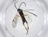  (Diolcogaster Malaise3962 - CBG-A37311-D08)  @11 [ ] CreativeCommons - Attribution Share - Alike (2024) Centre for Biodiversity Genomics Centre for Biodiversity Genomics