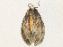  ( - CBG-A38545-G04)  @11 [ ] CreativeCommons - Attribution Share - Alike (2024) CBG Photography Group Centre for Biodiversity Genomics