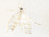  ( - CBG-A38546-A04)  @11 [ ] CreativeCommons - Attribution Share - Alike (2024) CBG Photography Group Centre for Biodiversity Genomics