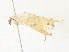  (Syllepte aechmisalisDHJ03 - CBG-A38546-B07)  @11 [ ] CreativeCommons - Attribution Share - Alike (2024) CBG Photography Group Centre for Biodiversity Genomics