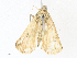  (spiloBioLep01 BioLep4706 - CBG-A38546-B11)  @11 [ ] CreativeCommons - Attribution Share - Alike (2024) CBG Photography Group Centre for Biodiversity Genomics