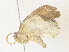  ( - CBG-A38547-C06)  @11 [ ] CreativeCommons - Attribution Share - Alike (2024) CBG Photography Group Centre for Biodiversity Genomics
