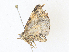  ( - CBG-A38547-D11)  @11 [ ] CreativeCommons - Attribution Share - Alike (2024) CBG Photography Group Centre for Biodiversity Genomics