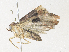  ( - CBG-A38547-F07)  @11 [ ] CreativeCommons - Attribution Share - Alike (2024) CBG Photography Group Centre for Biodiversity Genomics