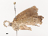  ( - CBG-A38548-G04)  @11 [ ] CreativeCommons - Attribution Share - Alike (2024) CBG Photography Group Centre for Biodiversity Genomics