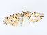  ( - CBG-A06261-E12)  @11 [ ] CreativeCommons - Attribution Share - Alike (2023) CBG Photography Group Centre for Biodiversity Genomics
