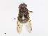  ( - CBG-A06261-G03)  @11 [ ] CreativeCommons - Attribution Share - Alike (2023) CBG Photography Group Centre for Biodiversity Genomics