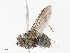  (Leskia Janzen9787 - CBG-A06274-A12)  @11 [ ] CreativeCommons - Attribution Share - Alike (2023) CBG Photography Group Centre for Biodiversity Genomics