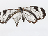  ( - CBG-A06274-C04)  @11 [ ] CreativeCommons - Attribution Share - Alike (2023) CBG Photography Group Centre for Biodiversity Genomics