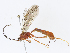  (Netelia Malaise1669 - CBG-A06275-B11)  @14 [ ] CreativeCommons - Attribution Share - Alike (2023) CBG Photography Group Centre for Biodiversity Genomics