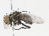  (Myiopharus malaise4305 - CBG-A06275-F06)  @11 [ ] CreativeCommons - Attribution Share - Alike (2023) CBG Photography Group Centre for Biodiversity Genomics