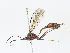  ( - CBG-A06276-B08)  @11 [ ] CreativeCommons - Attribution Share - Alike (2023) CBG Photography Group Centre for Biodiversity Genomics