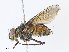  ( - CBG-A06276-B11)  @11 [ ] CreativeCommons - Attribution Share - Alike (2023) CBG Photography Group Centre for Biodiversity Genomics