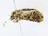  ( - CBG-A06276-E12)  @11 [ ] CreativeCommons - Attribution Share - Alike (2023) CBG Photography Group Centre for Biodiversity Genomics