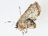  ( - CBG-A06276-F10)  @11 [ ] CreativeCommons - Attribution Share - Alike (2023) CBG Photography Group Centre for Biodiversity Genomics