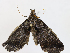  (Nymbis Malaise4651 - CBG-A06277-A03)  @11 [ ] CreativeCommons - Attribution Share - Alike (2023) CBG Photography Group Centre for Biodiversity Genomics