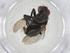  (Borgmeiermyia Malaise4245 - CBG-A08493-F11)  @11 [ ] CreativeCommons - Attribution Share - Alike (2023) Centre for Biodiversity Genomics Centre for Biodiversity Genomics