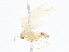  ( - CBG-A08718-A05)  @11 [ ] CreativeCommons - Attribution Share - Alike (2023) CBG Photography Group Centre for Biodiversity Genomics