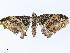  ( - CBG-A08718-A12)  @11 [ ] CreativeCommons - Attribution Share - Alike (2023) CBG Photography Group Centre for Biodiversity Genomics