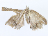  ( - CBG-A08718-B07)  @11 [ ] CreativeCommons - Attribution Share - Alike (2023) CBG Photography Group Centre for Biodiversity Genomics