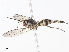  ( - CBG-A08718-E12)  @11 [ ] CreativeCommons - Attribution Share - Alike (2023) CBG Photography Group Centre for Biodiversity Genomics