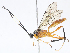  ( - CBG-A08718-G10)  @11 [ ] CreativeCommons - Attribution Share - Alike (2023) CBG Photography Group Centre for Biodiversity Genomics