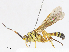  (ctenoMalaise01 Malaise7637 - CBG-A08719-F05)  @11 [ ] CreativeCommons - Attribution Share - Alike (2023) CBG Photography Group Centre for Biodiversity Genomics