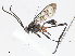  ( - CBG-A08719-F06)  @11 [ ] CreativeCommons - Attribution Share - Alike (2023) CBG Photography Group Centre for Biodiversity Genomics