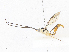  (cryptJanzen01 Malaise6904 - CBG-A08720-B09)  @11 [ ] CreativeCommons - Attribution Share-Alike (2023) CBG Photography Group Centre for Biodiversity Genomics