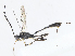  (Cymodusa Malaise1591 - CBG-A08723-C03)  @11 [ ] CreativeCommons - Attribution Share - Alike (2023) CBG Photography Group Centre for Biodiversity Genomics