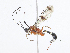  (ctenoMalaise01 Malaise6570 - CBG-A08723-C05)  @11 [ ] CreativeCommons - Attribution Share - Alike (2023) CBG Photography Group Centre for Biodiversity Genomics
