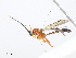  ( - CBG-A08723-D12)  @11 [ ] CreativeCommons - Attribution Share - Alike (2023) CBG Photography Group Centre for Biodiversity Genomics