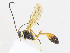  (Dusona INB-101 - CBG-A08723-E01)  @11 [ ] CreativeCommons - Attribution Share - Alike (2023) CBG Photography Group Centre for Biodiversity Genomics